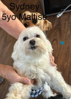 Rescue Maltese Dogs for Adoption in Columbia, Tennessee - Sydney CP | PetCurious