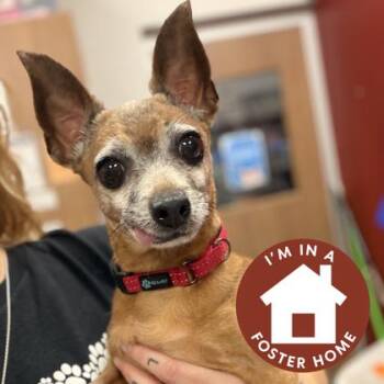 Wilma -  Mixed Breed Dog for Adoption in Janesville, Wisconsin - Wilma | PetCurious