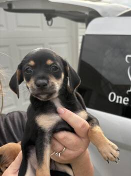 Espresso -  Chihuahua and Mixed Breed Dog for Adoption in Irwin, Pennsylvania - Espresso | PetCurious