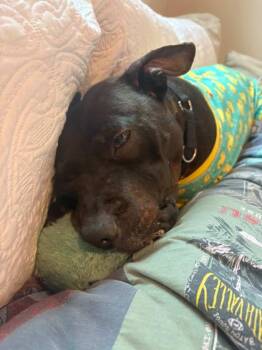 Savvy -  Mixed Breed Dog for Adoption in West Chester, Pennsylvania - Savvy | PetCurious