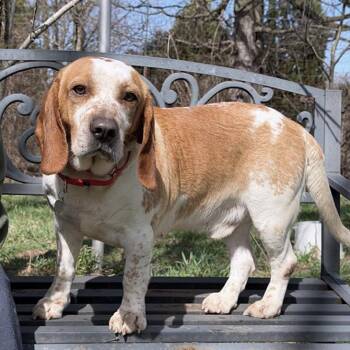 Beagle and Basset Hound Dogs Available for Adoption - Homer | PetCurious