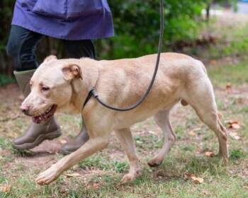 Sosa -  Mixed Breed Dog for Adoption in Chamblee, Georgia - Sosa | PetCurious