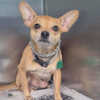 Benny - FOSTER NEEDED -  Chihuahua Dog for Adoption - Benny - FOSTER NEEDED | PetCurious