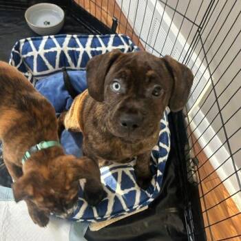 Boxer and Husky Dogs Available for Adoption - Rhett | PetCurious