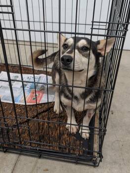 Bongo -  Corgi and Terrier Dog for Adoption in Angola, Indiana - Bongo | PetCurious