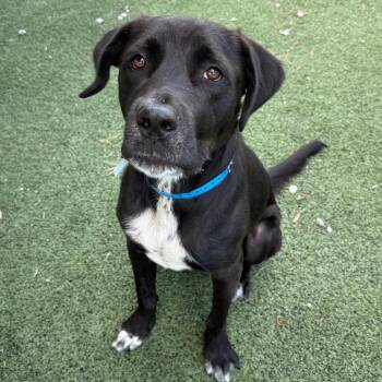 Ant -  Mixed Breed Dog for Adoption in Memphis, Tennessee - Ant | PetCurious