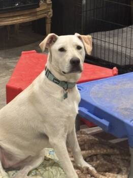 Rescue Labrador Retriever and Mixed Breed Dogs for Adoption in Fort Worth, Texas - Hopeful | PetCurious