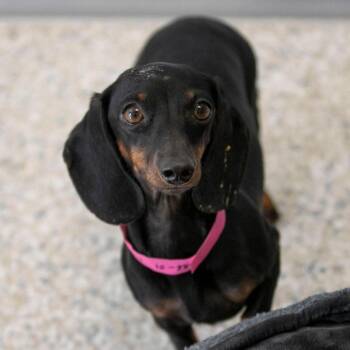 Lucy (S26-01) -  Miniature Dachshund Dog for Adoption in Peyton, Colorado - Lucy (S26-01) | PetCurious