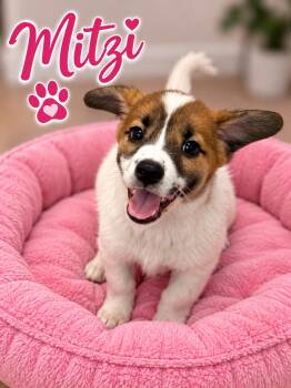 Mitzi -  Shepherd Dog for Adoption in Momence, Illinois - Mitzi | PetCurious