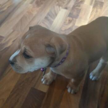 Mixed Breed Dogs Available for Adoption in Buffalo, Minnesota - Morel | PetCurious