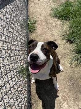 Rescue American Bulldog and Mixed Breed Dogs for Adoption in Louisburg, North Carolina - Captain | PetCurious