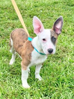 Bullseye -  Bull Terrier and Chihuahua Dog for Adoption in Cape Coral, Florida - Bullseye | PetCurious