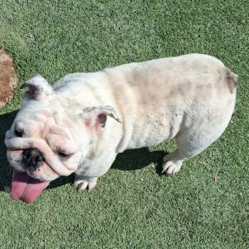 Maggie  COMING SOON -  English Bulldog Dog for Adoption in Loves Park, Illinois - Maggie  COMING SOON | PetCurious