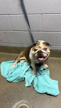 MARYPOSA -  Mixed Breed Dog for Adoption in Jacksonville, Florida - MARYPOSA | PetCurious