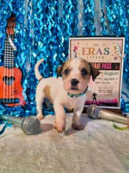 August -  Terrier Dog for Adoption in Wake Forest, North Carolina - August | PetCurious