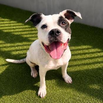 Lucy -  Mixed Breed Dog for Adoption in Merriam, Kansas - Lucy | PetCurious