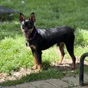Miniature Pinscher Dogs Available for Adoption - Ziggy | PetCurious