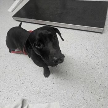 Glizzy -  Dachshund Dog for Adoption in Oakland, California - Glizzy | PetCurious