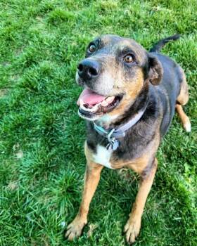 Rescue Catahoula Leopard Dog Dogs for Adoption in Pocatello, Idaho - Nova 32420 | PetCurious