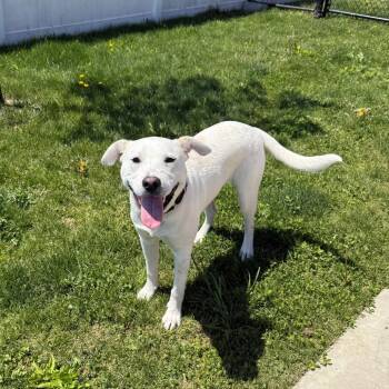Labrador Retriever Dogs Available for Adoption in Branford, Connecticut - Brady | PetCurious