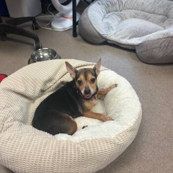 Chihuahua Dogs Available for Adoption - Dixie | PetCurious