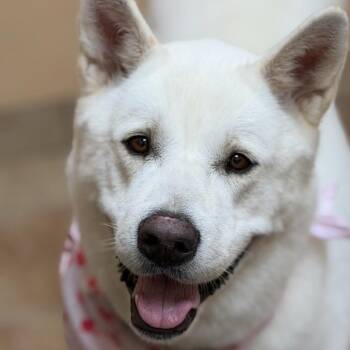 Katana -  Akita Dog for Adoption in Midland, Texas - Katana | PetCurious