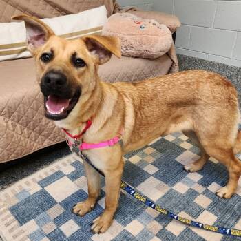 Rescue Labrador Retriever Dogs for Adoption in Falls Church, Virginia - Cinnamon | PetCurious