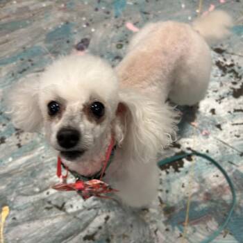 Ruby -  Poodle Dog for Adoption in Coos Bay, Oregon - Ruby | PetCurious