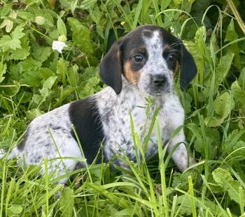 Nutmeg -  Beagle and Miniature Dachshund Dog for Adoption in Iron Ridge, Wisconsin - Nutmeg | PetCurious
