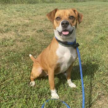 Cricket -  Mixed Breed Dog for Adoption in Allegan, Michigan - Cricket | PetCurious
