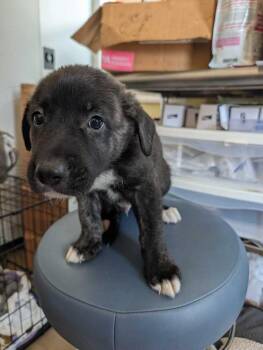 Streusel - Maple -  Mountain Cur and Staffordshire Bull Terrier Dog for Adoption in Lakeland, Florida - Streusel - Maple | PetCurious