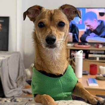 Chihuahua Dogs Available for Adoption - Bubba | PetCurious