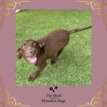 Jolene -  Labrador Retriever and Terrier Dog for Adoption in Cumberland, Rhode Island - Jolene | PetCurious