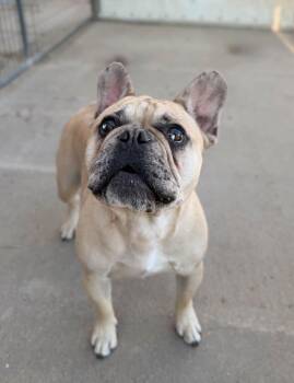 French Bulldog Dogs Available for Adoption in Severance, Colorado - Cletus | PetCurious