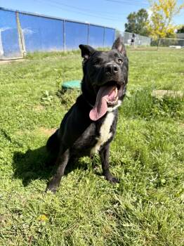 German Shepherd Dog Dogs Available for Adoption in Wooster, Ohio - Nylo  | PetCurious