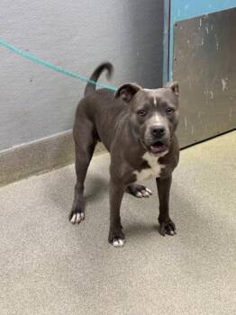 Pit Bull Terrier Dogs Available for Adoption - MILLIE | PetCurious