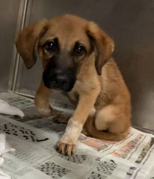 Spark plug -  German Shepherd Dog Dog for Adoption in Parma, Ohio - Spark Plug | PetCurious