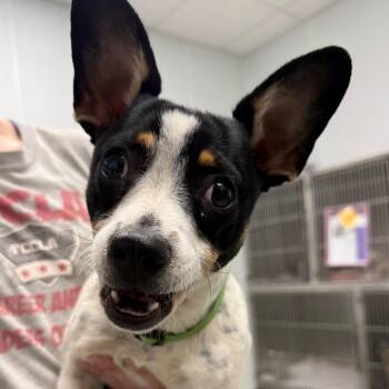 Santo -  Terrier Dog for Adoption in Abilene, Texas - Santo | PetCurious