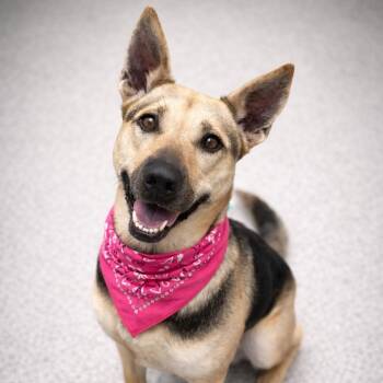 German Shepherd Dog Dogs Available for Adoption - ANAYA GS | PetCurious