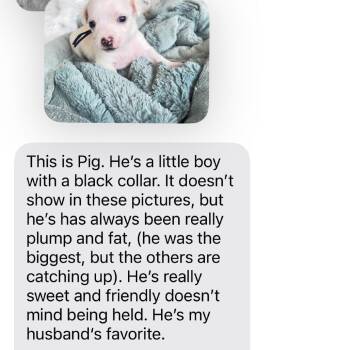 Chihuahua Dogs Available for Adoption in San Diego, California - Pig_6 | PetCurious