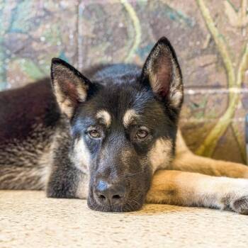 Husky and German Shepherd Dog Dogs Available for Adoption in Loxahatchee Groves, Florida - Stella 1347 | PetCurious