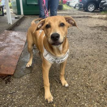 Labrador Retriever Dogs Available for Adoption in Pensacola, Florida - Chive | PetCurious