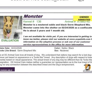 German Shepherd Dog and Mixed Breed Dogs Available for Adoption in San Diego, California - Monster | PetCurious
