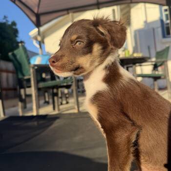 Ravioli -  Papillon Dog for Adoption in Los Angeles, California - Ravioli | PetCurious