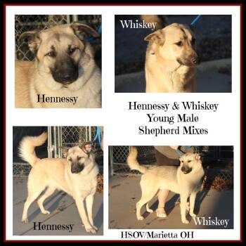 Rescue Shepherd Dogs for Adoption in Marietta, Ohio - Hennessy And Whiskey | PetCurious
