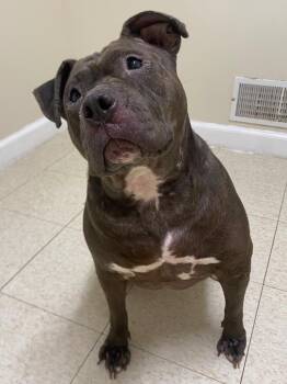 Sequoia -  Pit Bull Terrier Dog for Adoption in Fall River, Massachusetts - Sequoia | PetCurious