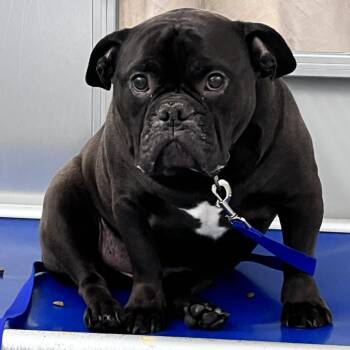 Mixed Breed Dogs Available for Adoption in Mentor, Ohio - Benny | PetCurious