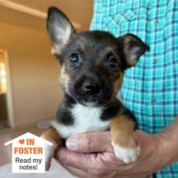 Sir Didymus -  Pit Bull Terrier and Collie Dog for Adoption in Kanab, Utah - Sir Didymus | PetCurious
