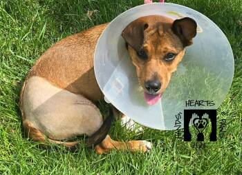 Poindexter-MEDICAL HOLD -  Corgi and Terrier Dog for Adoption in Omaha, Nebraska - Poindexter-MEDICAL HOLD | PetCurious