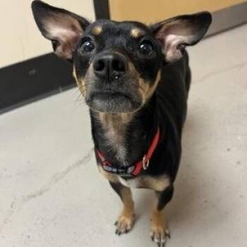 Milo -  Chihuahua Dog for Adoption in Bellingham, Washington - Milo | PetCurious